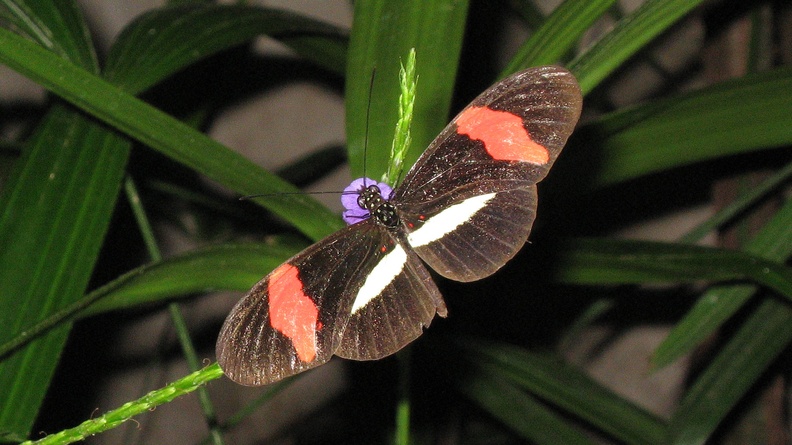 2006-06-29 381 Niagara Butterfly-cropped